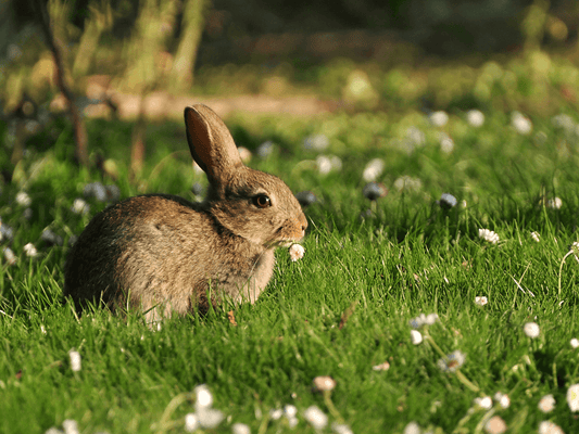 Animal testing within the cosmetic industry horror Nourishe